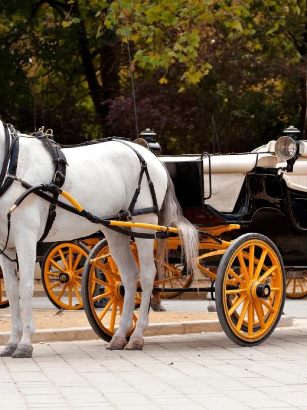 carruajes de caballos