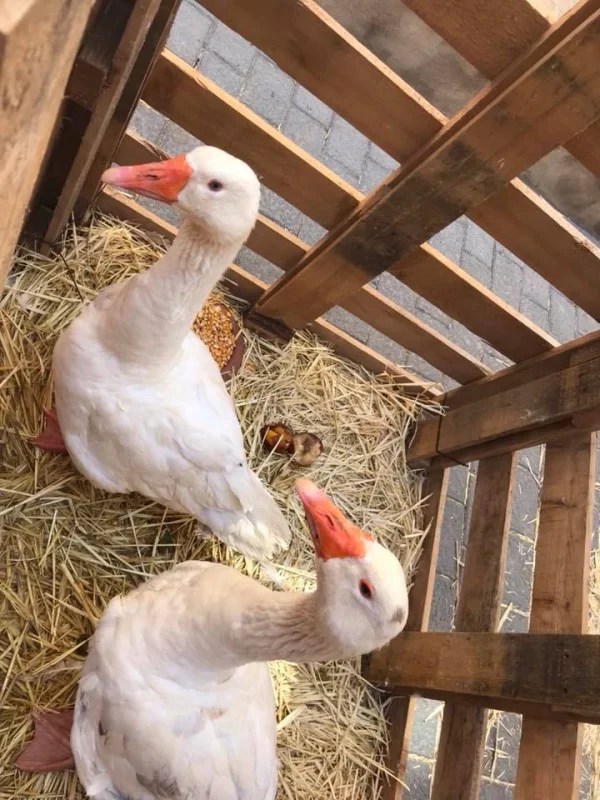 granja completa