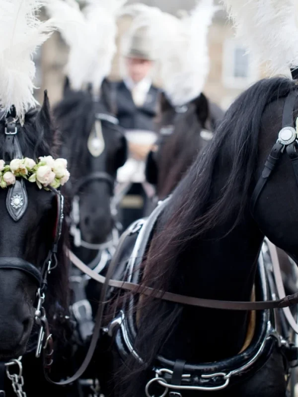 carruajes de caballos