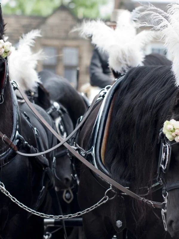 carruajes de caballos